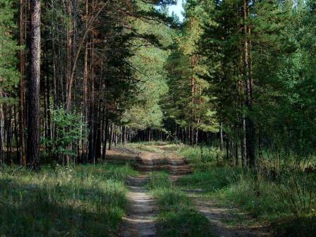 Категории защитности лесов и стостояни деревьев