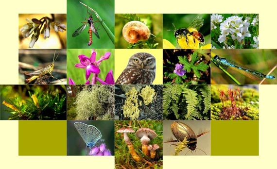 биологическое разнообразие 